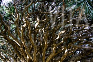 Particolare vegetazione Villa Comunale di Reggio Calabria (Foto di L. Vita - Tutti i diritti sono riservati)
