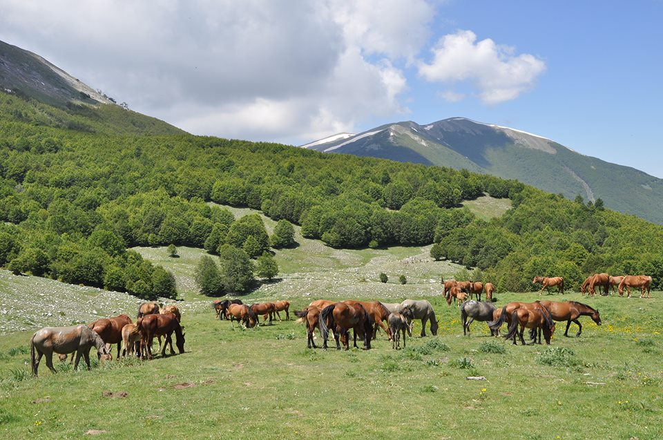 OSSIGENO Tratto da IL PALPITO DELL’ECLISSE di Maria Eleonora Zangara  foto di Domenico Scalamogna