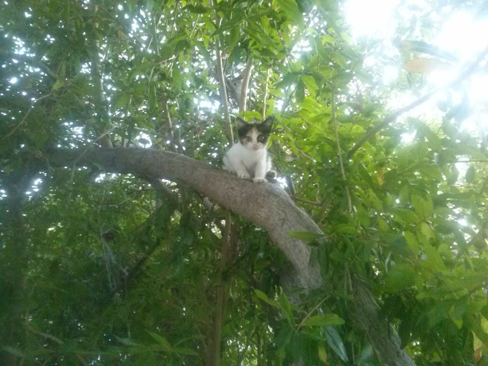 COME UN GATTO tratto dal libro  Tra le mani una Favola di Maria Eleonora Zangara