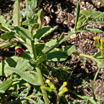 coccinella nel giardino (foto di Luciana Vita)