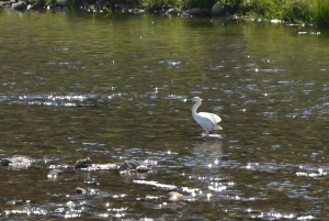 Foto di Ercole Scorza - Fiume Crati - Garzetta