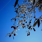Olive in cielo
